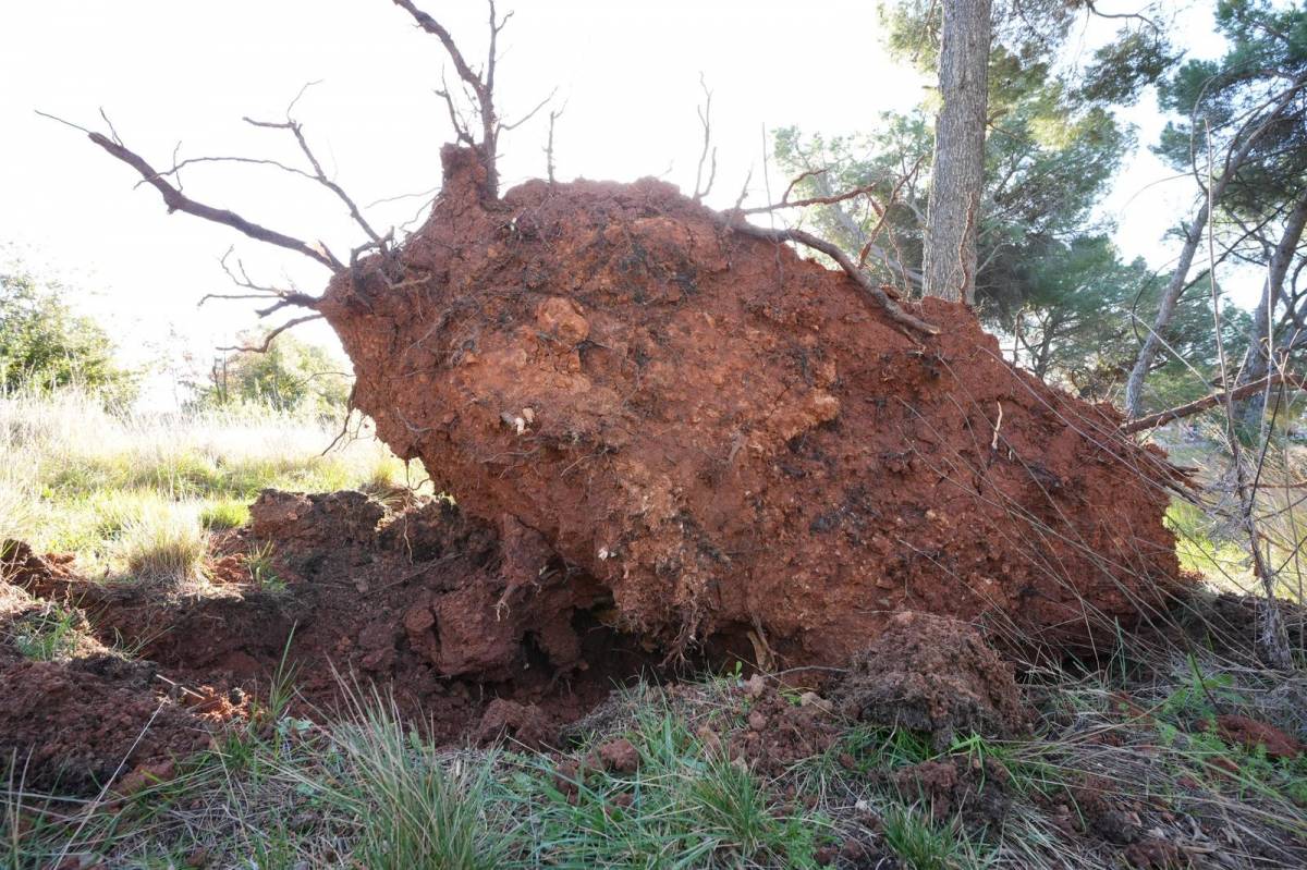 Els efectes del temporal de vent a Sabadell i la comarca