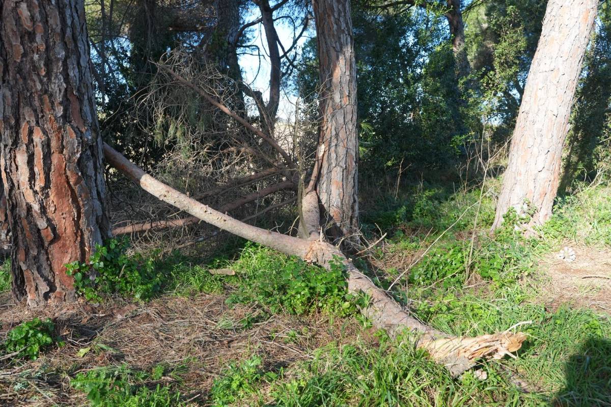 Els efectes del temporal de vent a Sabadell i la comarca