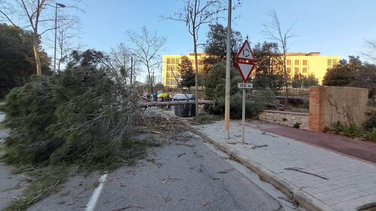 Un arbre ocupant la carretera