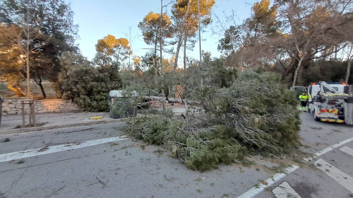 FOTOS | El temporal de vent causa estralls a Sabadell