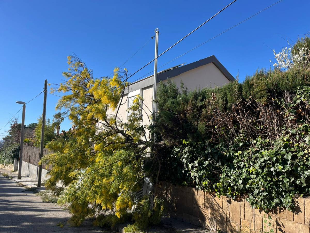 L'arbre caigut a un habitatge particular al carrer Montserrat - Arnau Fort