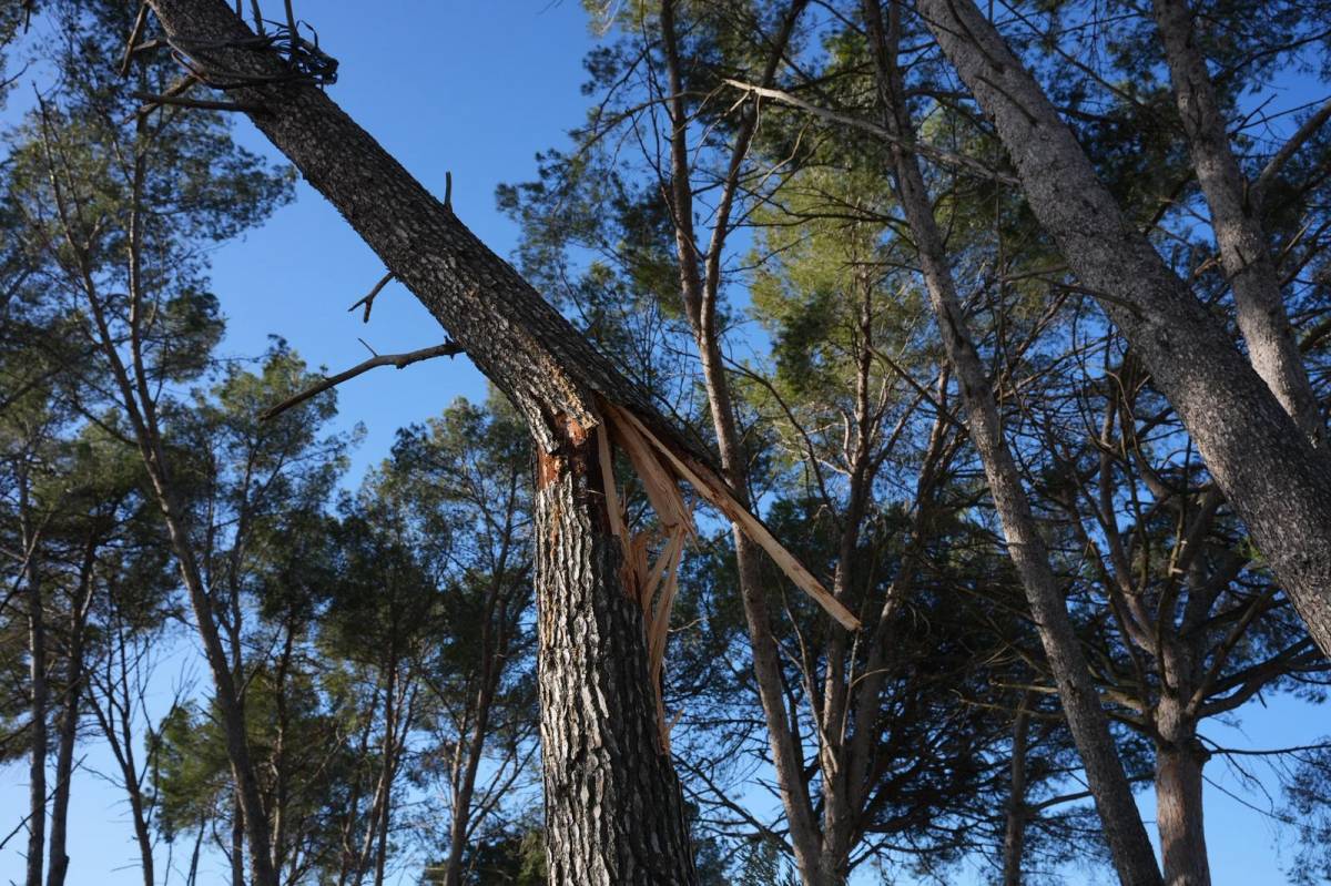 El bosc de Can Deu, un dels punts més afectats