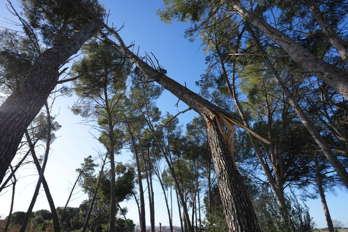 El bosc de Can Deu, un dels espais més afectats pel vendaval