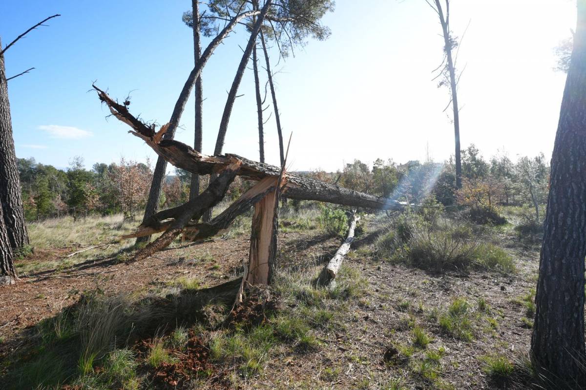 El bosc de Can Deu, un dels punts més afectats