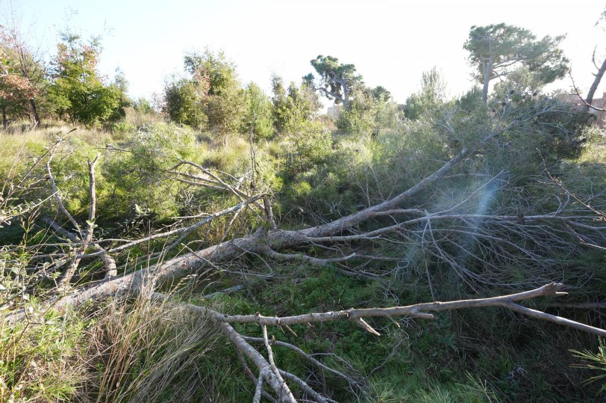 El bosc de Can Deu, un dels punts més afectats