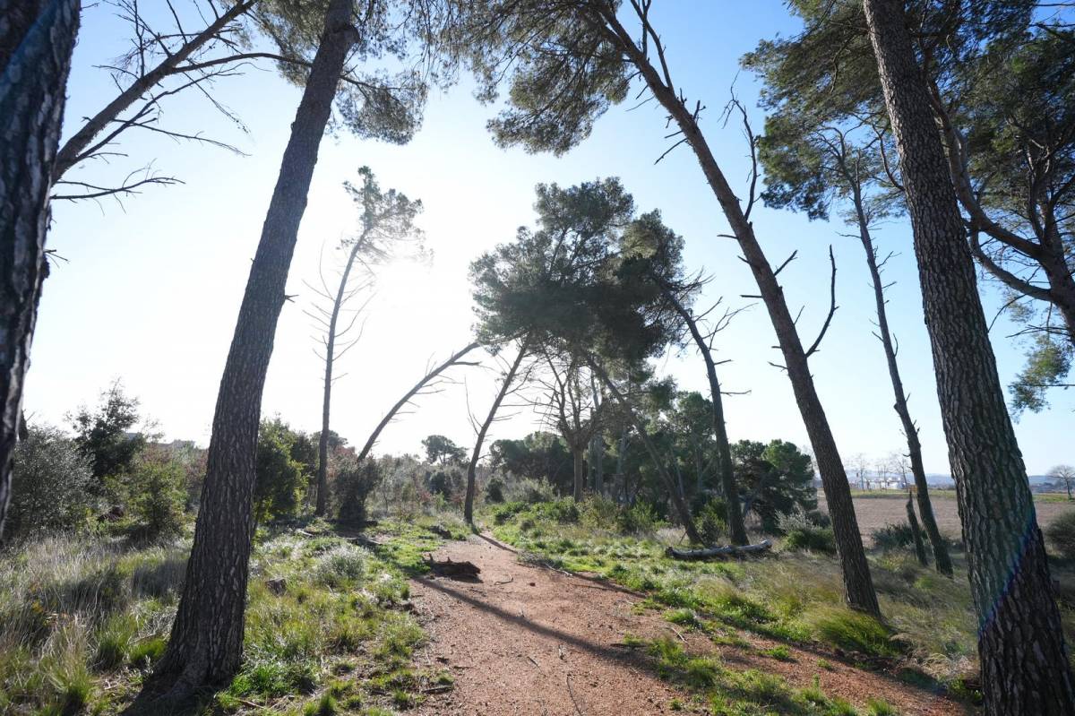 El bosc de Can Deu, un dels punts més afectats