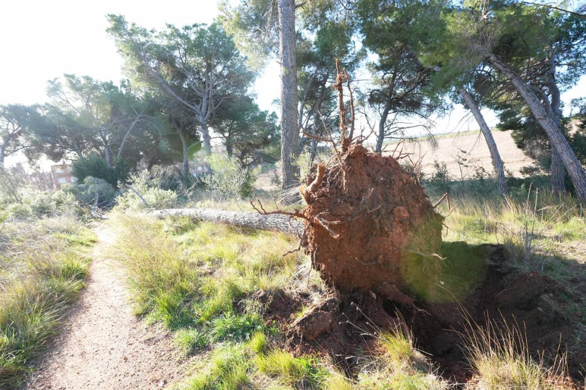 El bosc de Can Deu, un dels punts més afectats