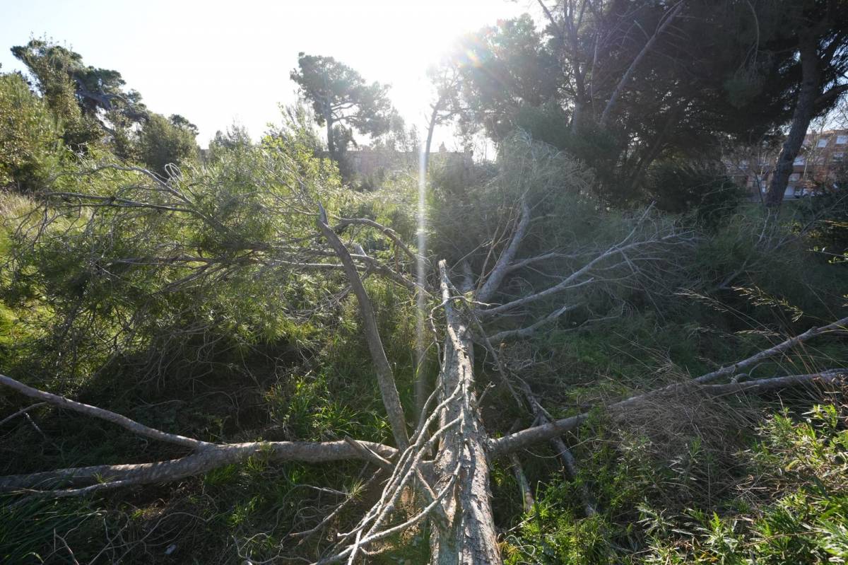 El bosc de Can Deu, un dels punts més afectats
