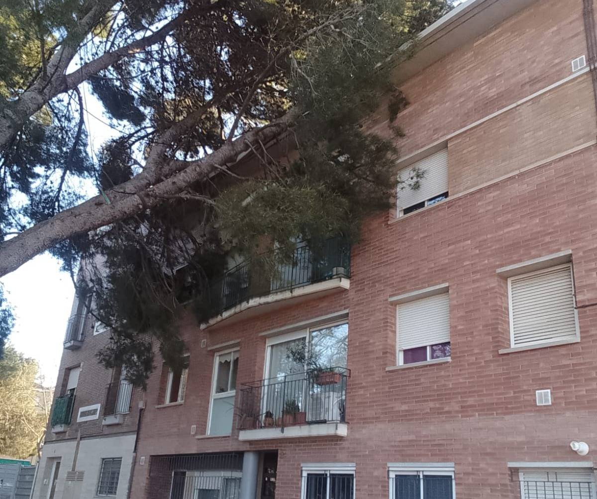 Un pi de grans dimensions cau sobre un bloc de pisos a Can Roca