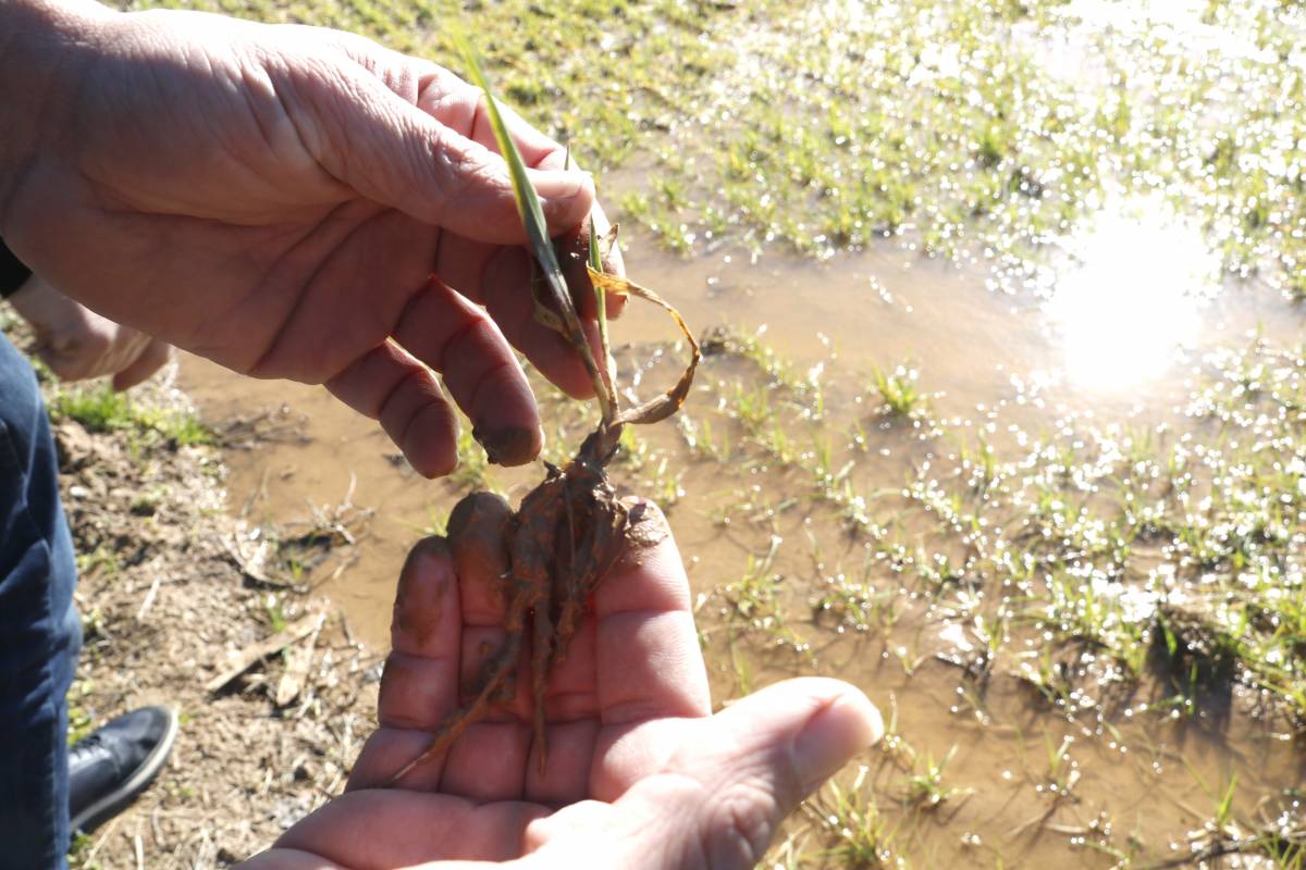 SOS cereals: necessiten 40 dies sense pluja per salvar-se 