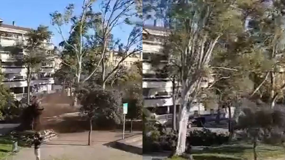 El vídeo de la caiguda d'un arbre al costat d'una persona que ha generat dubtes a xarxes: «És real o és IA?»