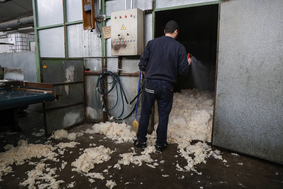 La fàbrica que fa fil amb la llana d'ovelles gais rescatades a una granja d'Alemanya