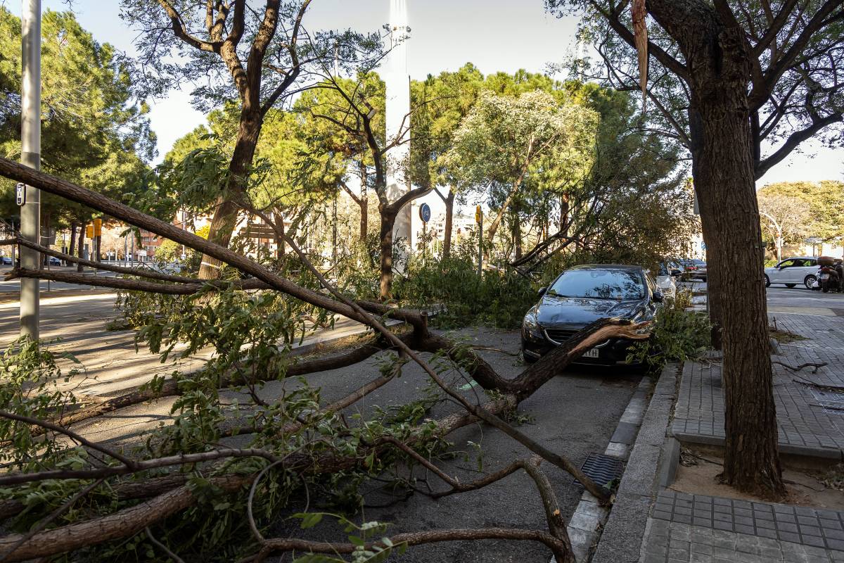 Danys per la ventada? Com reclamar a l'asseguradora i no perdre la indemnització