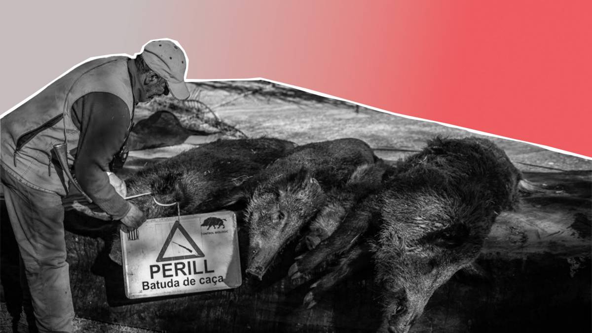 Pesta porcina a Catalunya: una crisi sense final