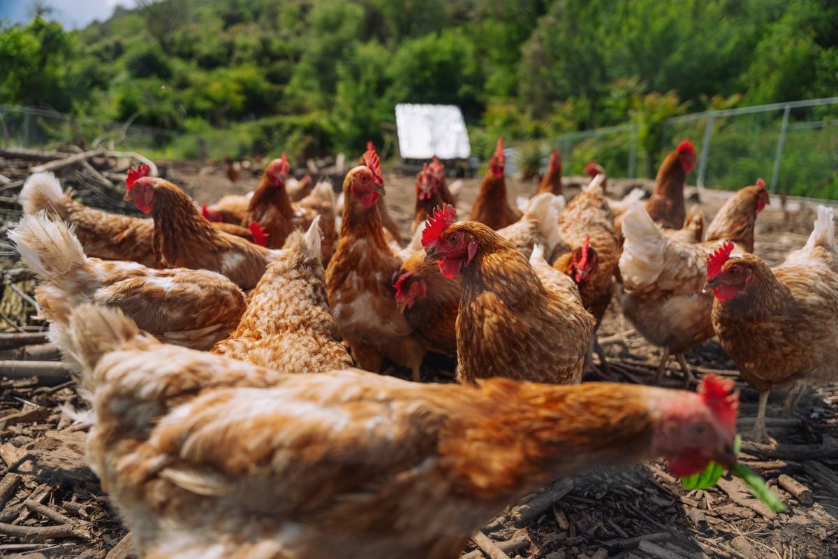 Mas Planeses, una finca regenerativa de la Garrotxa - Galdric Mossoll / CREAF