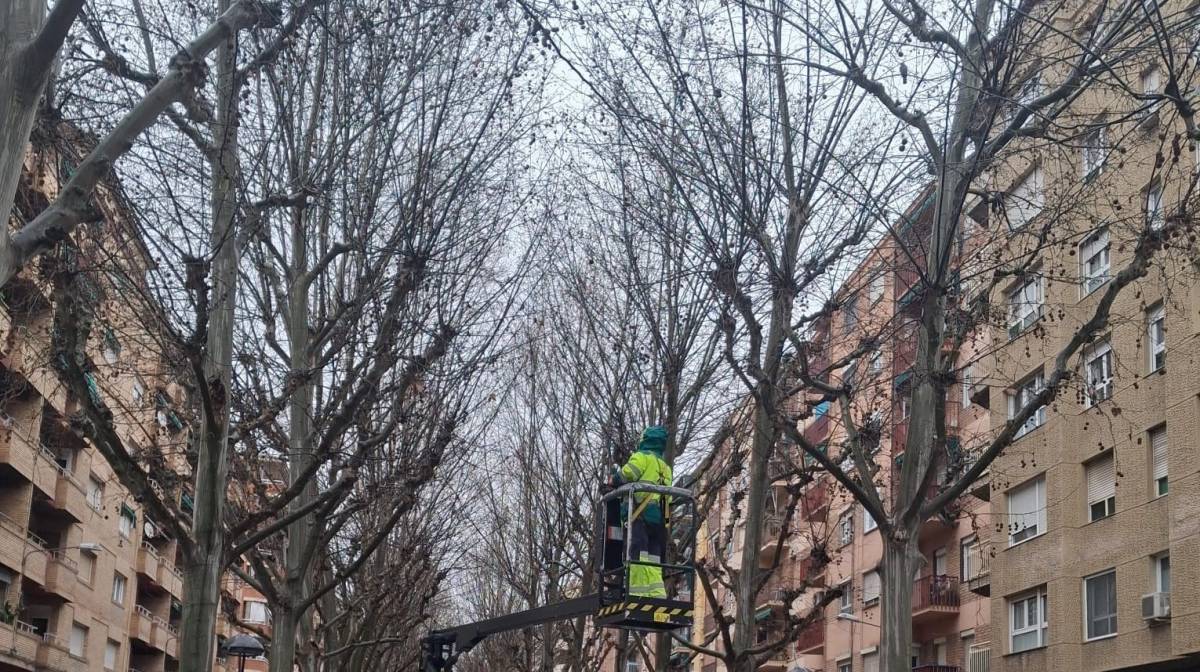 Alerta per mal temps durant el Carnaval de Lleida: la Paeria revisa els arbres 