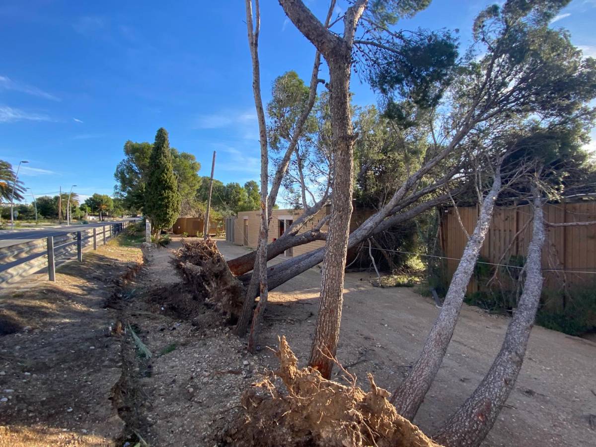 Arbres caiguts al Montsià aquest dissabte - Aguaita / Nació