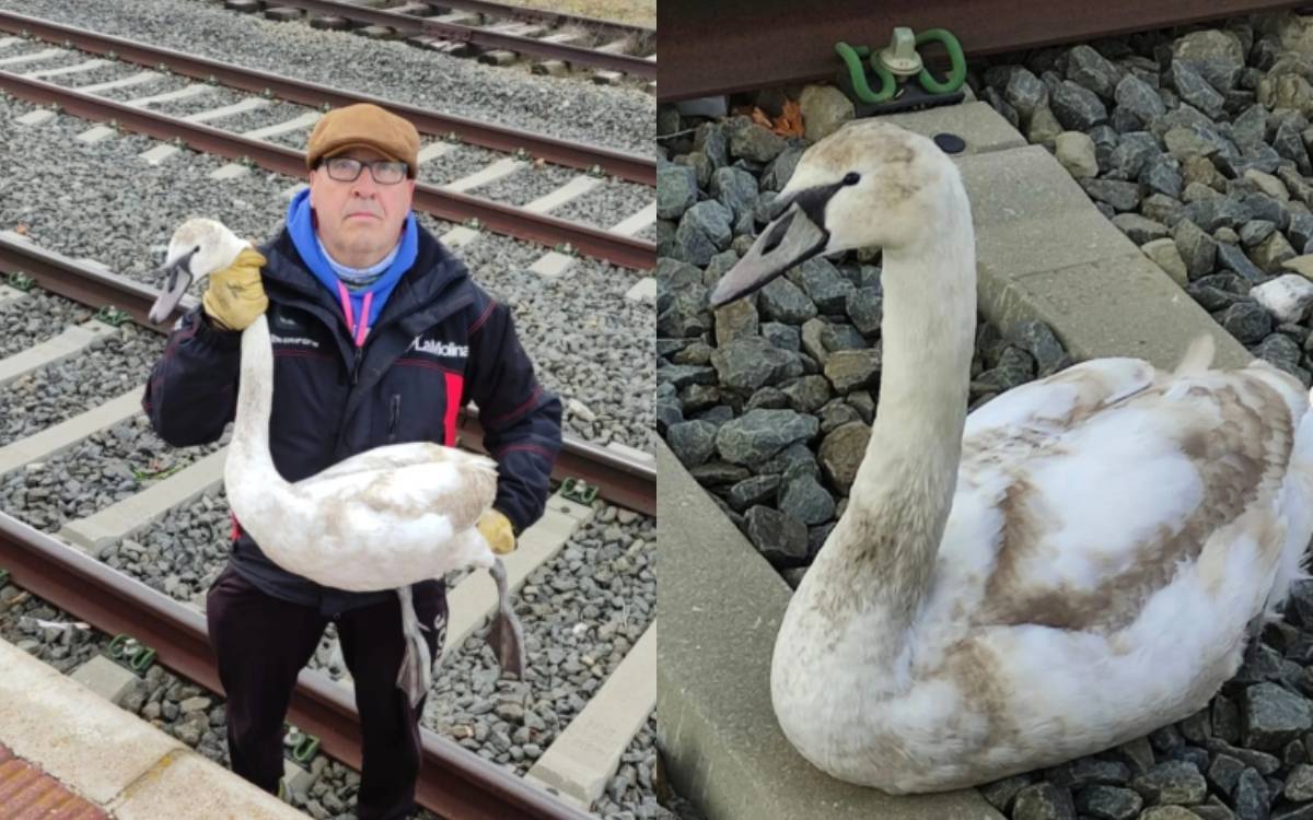 Apareix un cigne a les vies del tren a Puigcerdà i un veí el rescata
