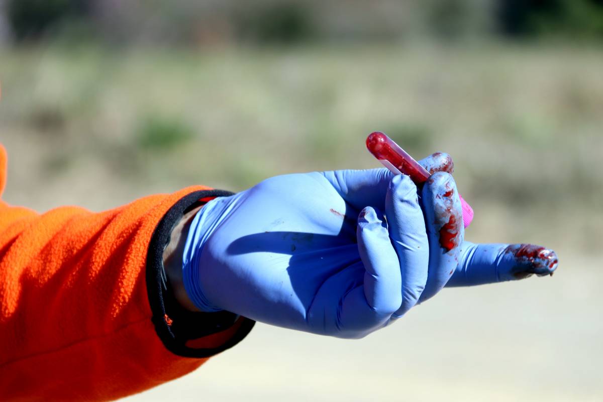 Extracció de sang d'un senglar abatut en el marc dels protocols de la PPA - Gerard Escaich / ACN