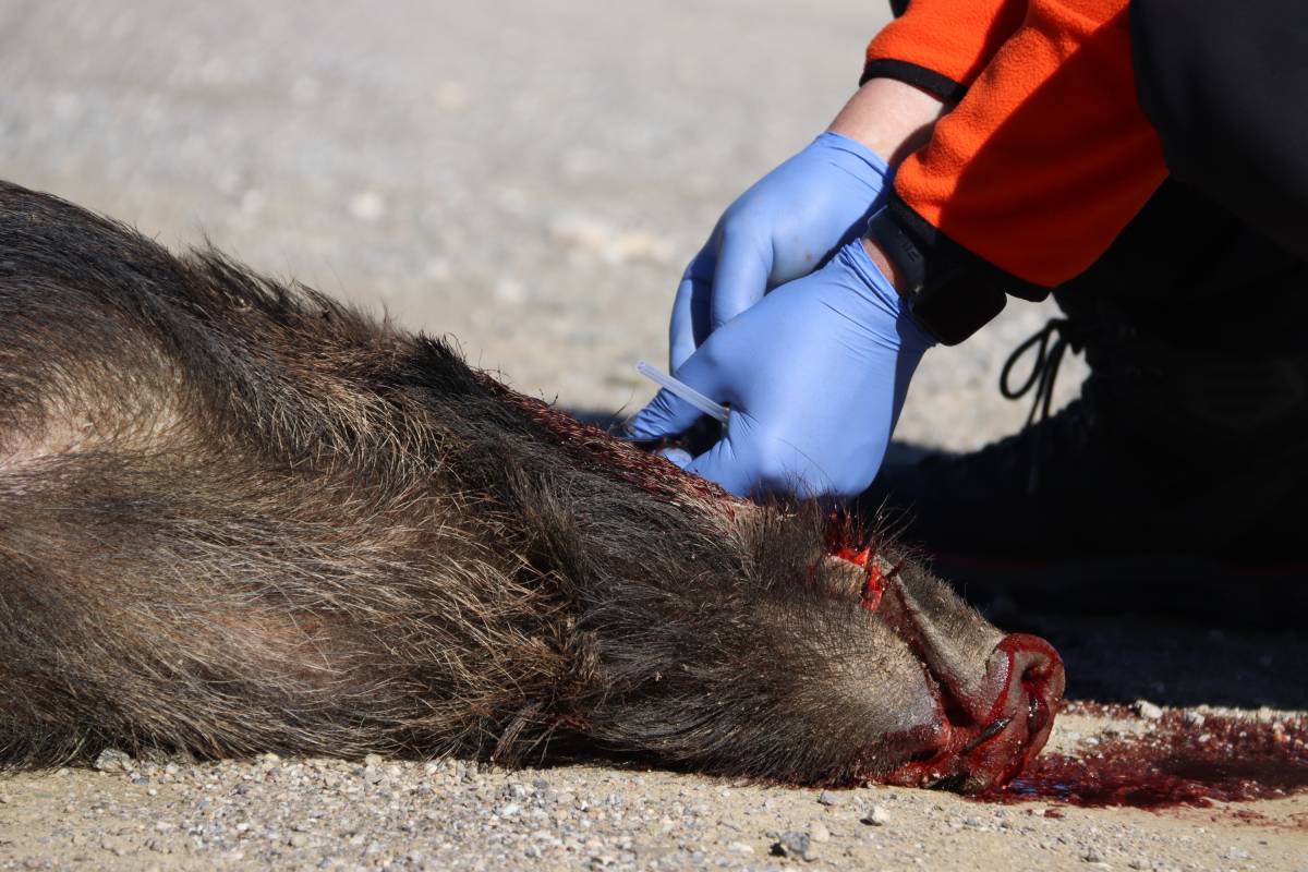 Sant Feliu de Llobregat i una part de Barcelona entren a la zona d’alt risc per la pesta porcina