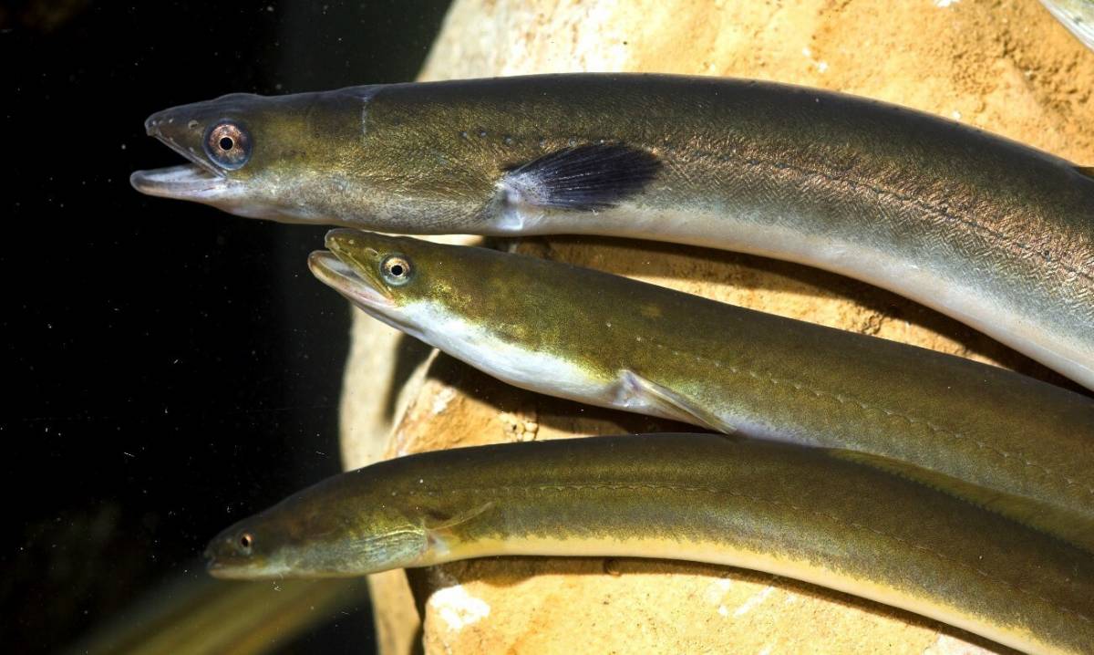 Espanya no protegeix l'anguila i Catalunya ho celebra