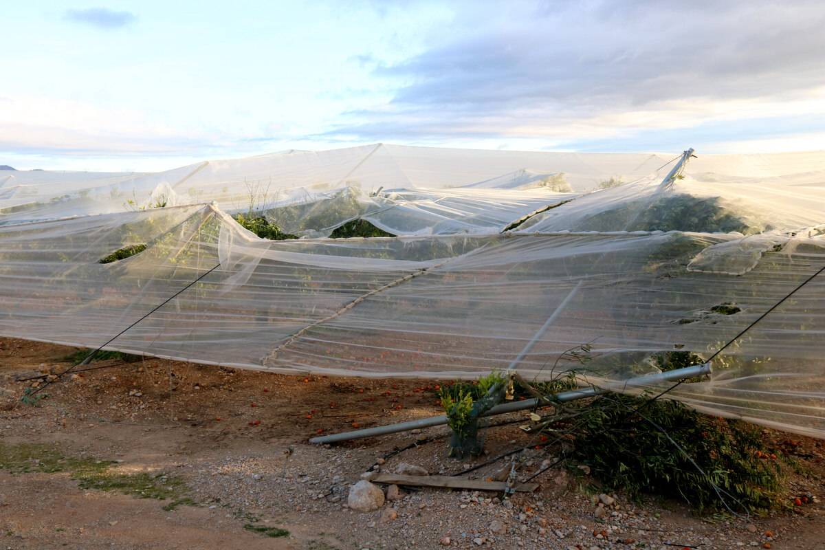 Una xarxa d`un camp de cítric de Roquetes malmesa pel vent. - ACN (Jordi Marsal) Una xarxa d`un camp de cítric de Roquetes malmesa pel vent.