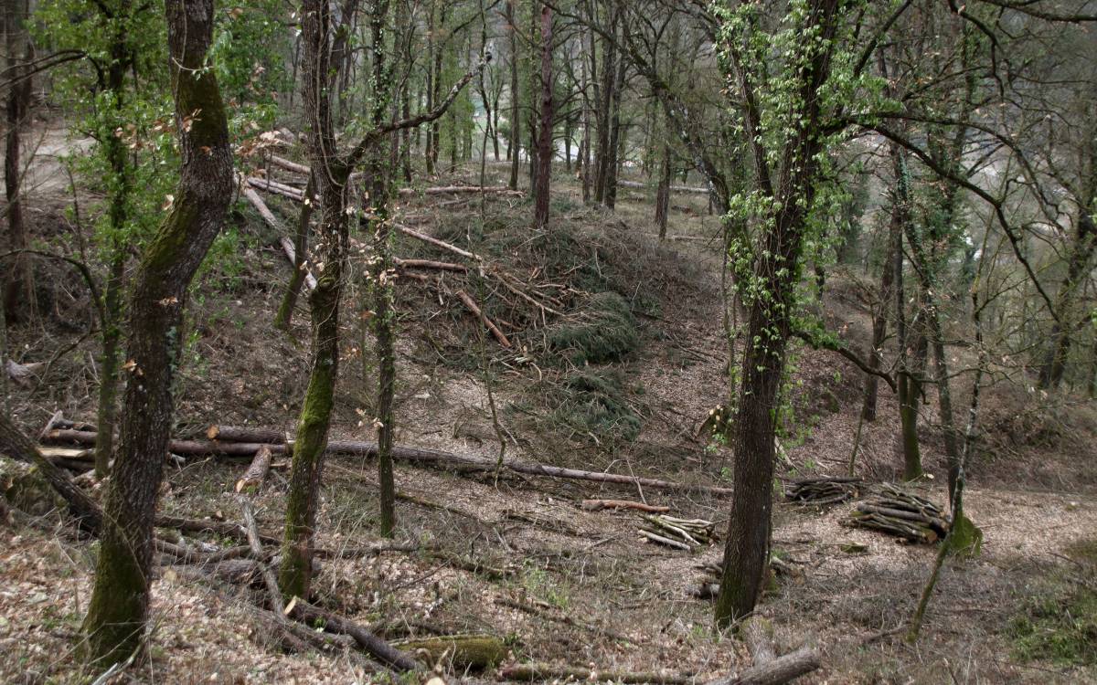 Actuacions forestals en una finca de Santa Eulàlia de Riuprimer.