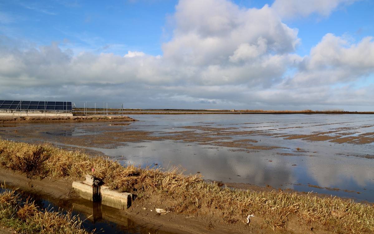 El Govern encarrega actuacions d'emergència als Regants de l'Esquerra per evitar més inundacions al Delta