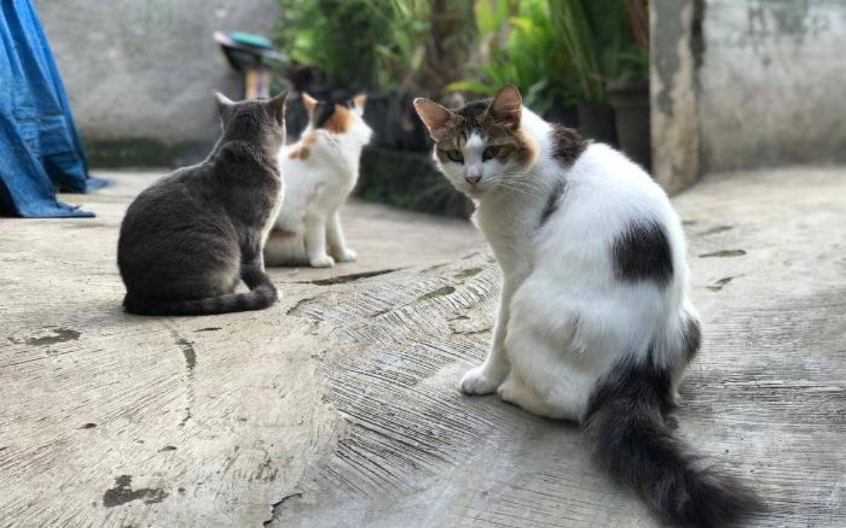 Un jutjat obliga a l'Ajuntament del Vendrell a investigar la mort de diversos gats d'una colònia felina