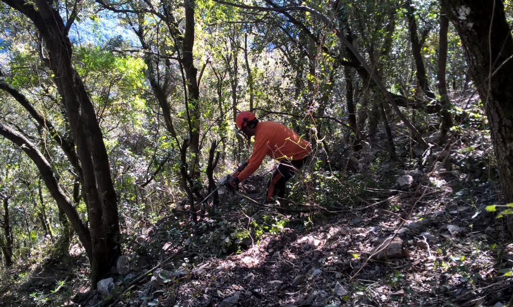 El Centre de la Propietat Forestal activa les ajudes de 2026 per enfortir la biodiversitat als boscos privats