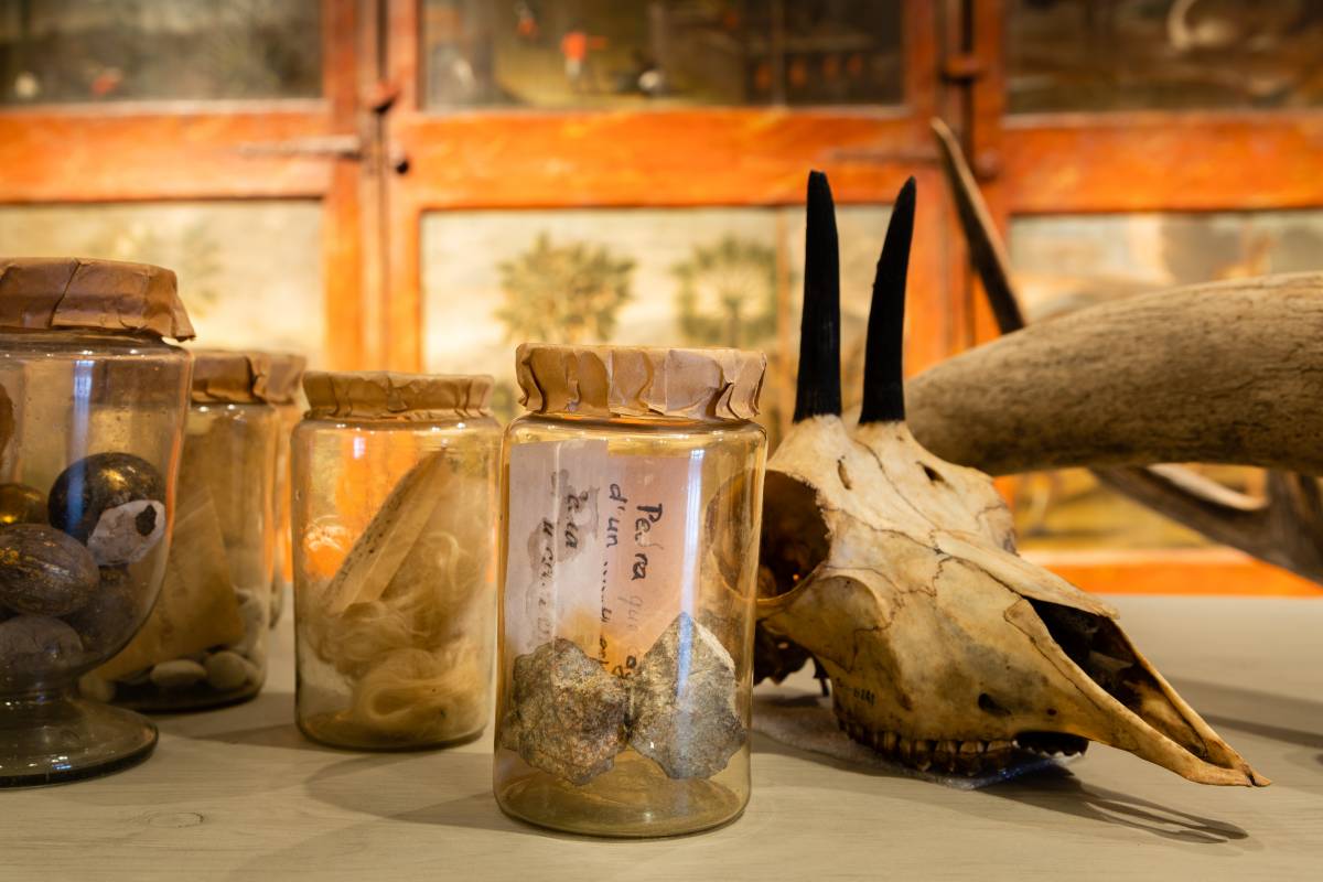 Els dos fragments del meteorit de 1704 es van trobar a la col·lecció dels Salvador, una nissaga d’apotecaris i botànics  - J.M DE LLOBET / MCNB