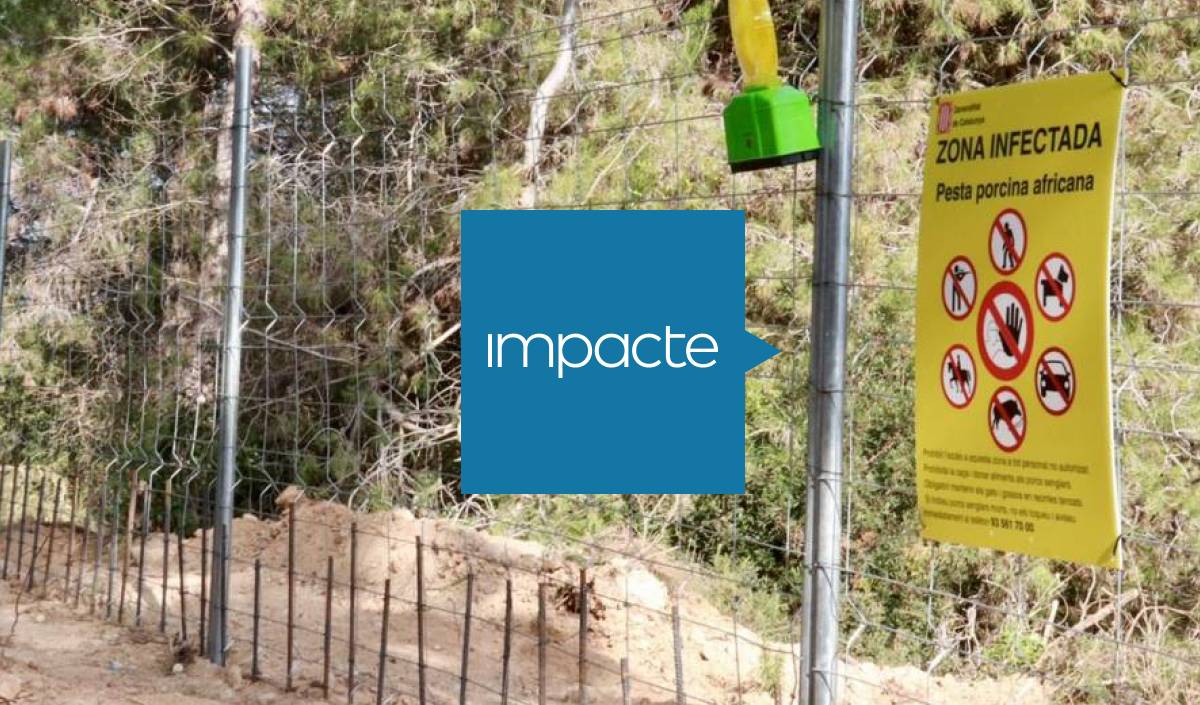 Què està passant amb la pesta porcina?