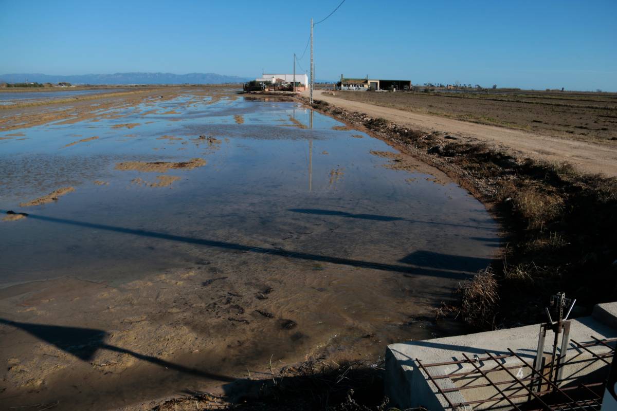 Els regants comencen el bombeig d'aigua dolça als arrossars per treure'n la salinitat