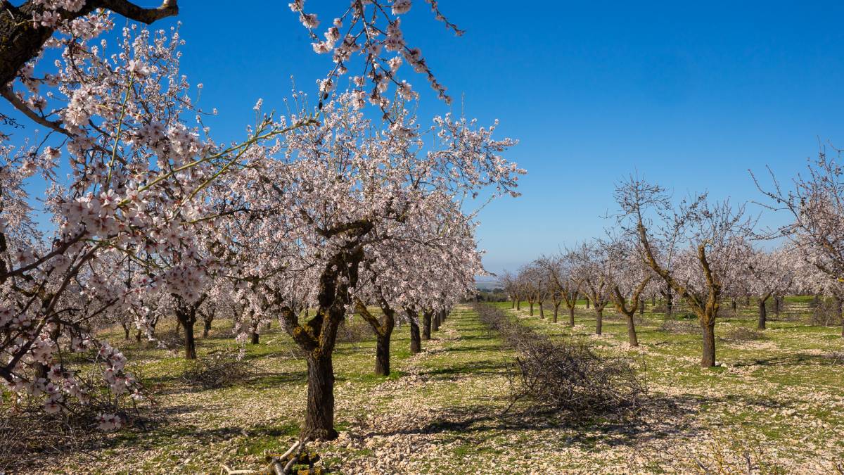 El temps de dilluns: el sol ha vingut per quedar-se