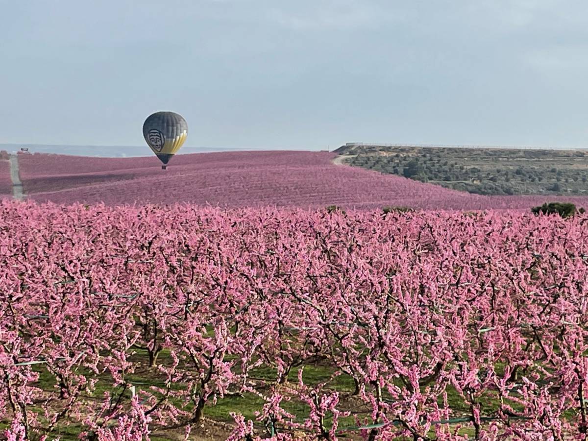 Camps florits d`Aitona
