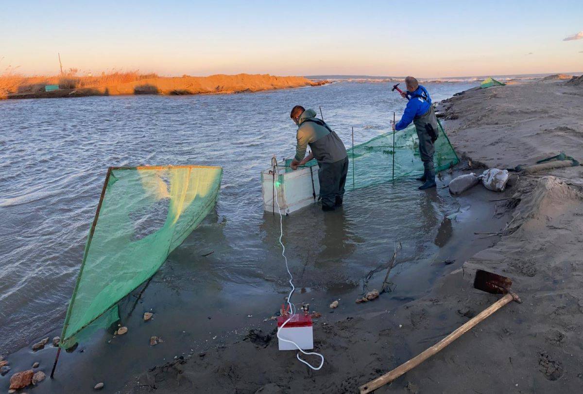 L'angula en perill, escac a la pesca més insòlita del Delta de l'Ebre