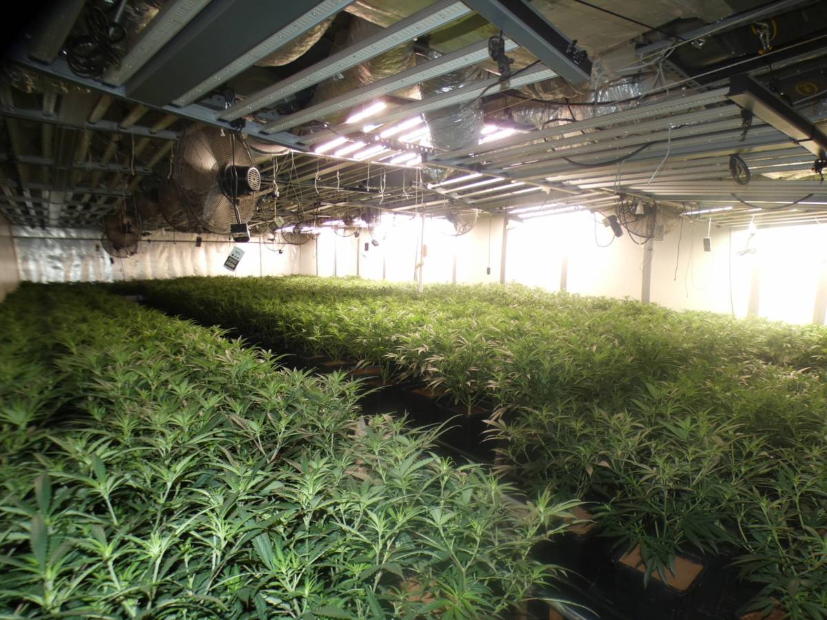 Desemmascaren una empresa distribuïdora logística dedicada en realitat al cultiu i distribució de marihuana