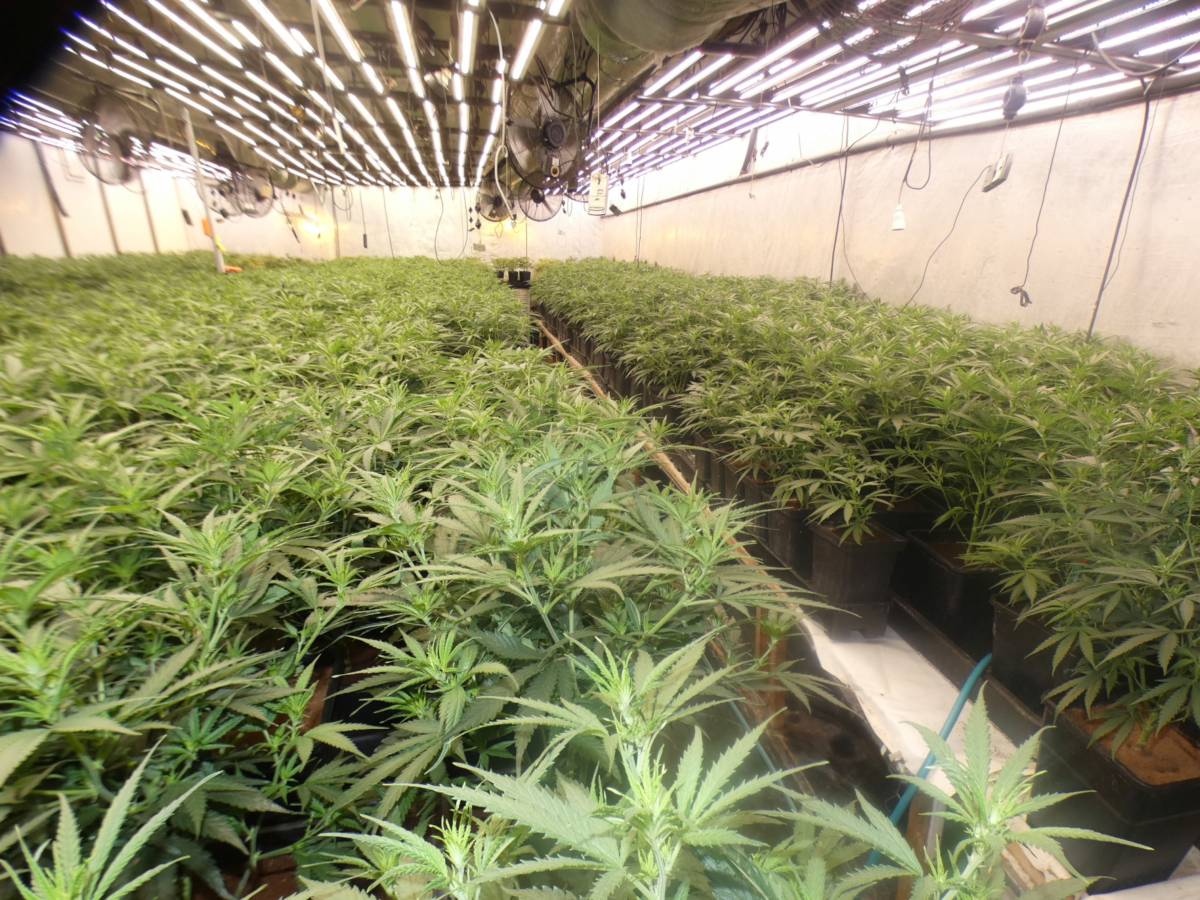 Plantació de marihuana a Barberà - ACN Plantació de marihuana a Barberà