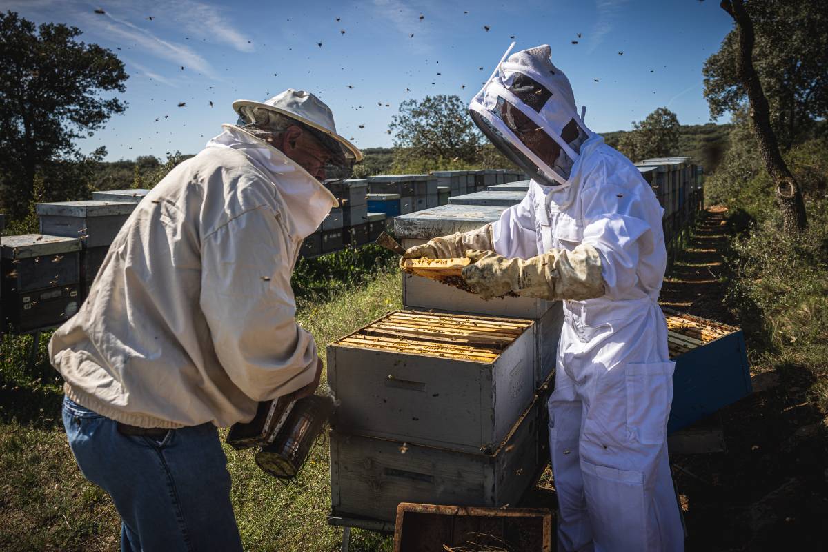Apicultors mel Alemany