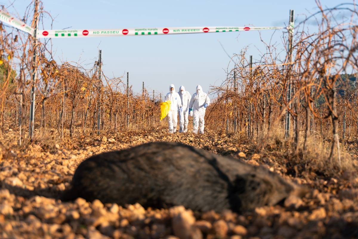 Pesta porcina: un «error administratiu» bloqueja les exportacions de Tarragona a la Xina