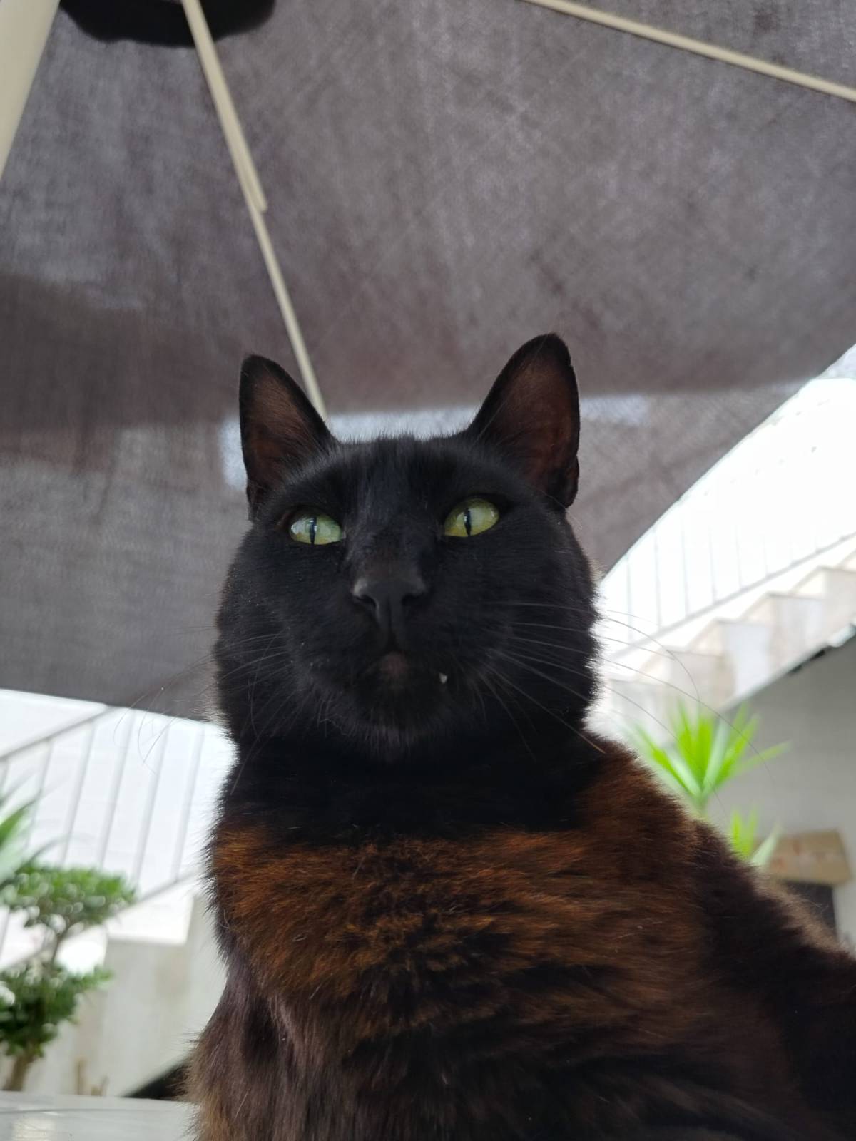 Smaug mirant a camèra