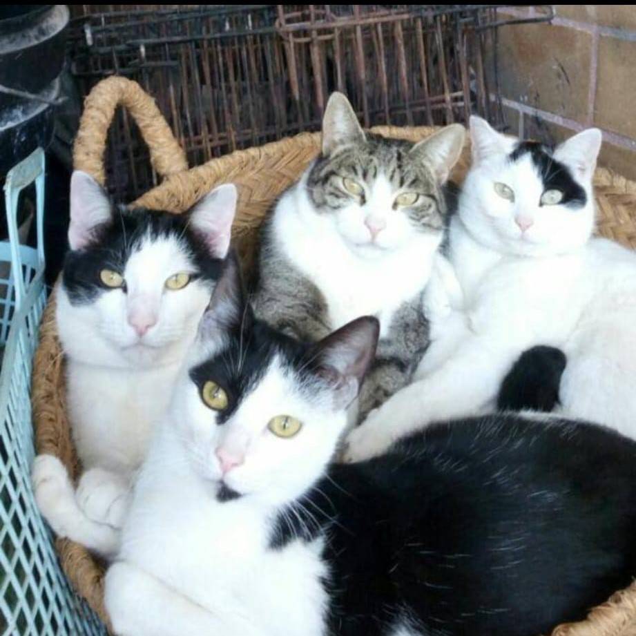 Quito, Scarlet, Coral i Arya dins d`un cistell