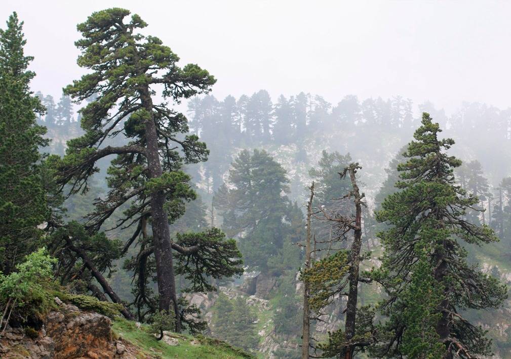 La paradoxa del pi negre al Pirineu: s'expandeix un 30%, però el canvi climàtic n'amenaça el futur
