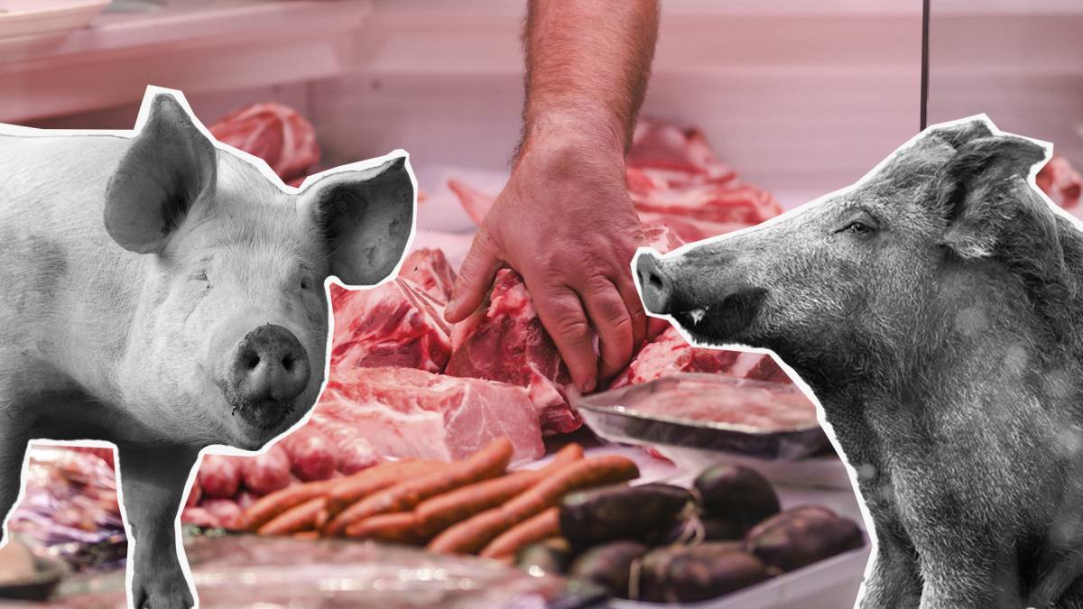Per què s'incrementa el preu del porc a les carnisseries?