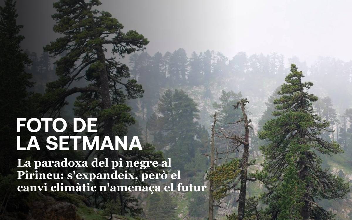 La foto de la setmana: la paradoxa del pi negre al Pirineu