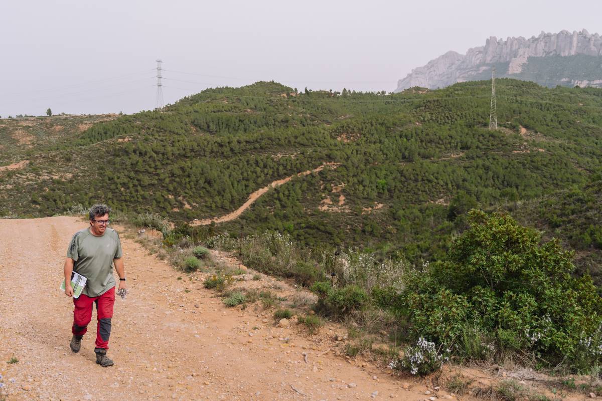 Catalunya, un dels països d'Europa amb més barreres a la gestió forestal