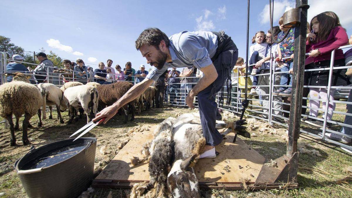 Fira de la Transhumància - Ajuntament Mollet de Peralada Fira de la Transhumància