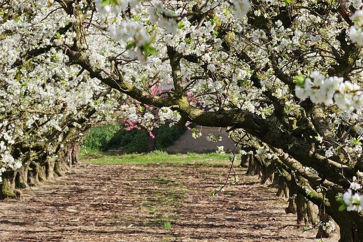 Festa de la Floració - Esther Teixidó Festa de la Floració
