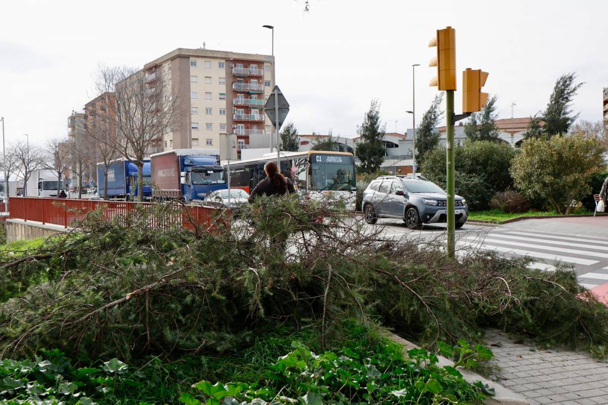 L'arbre que ha caigut a Sabadell aquest dimecres al matí - Juanma Peláez