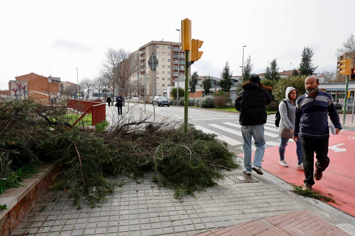 L'arbre que ha caigut a Sabadell aquest dimecres al matí - Juanma Peláez